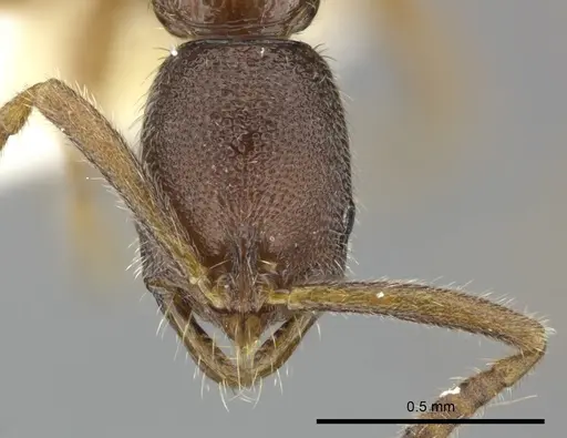 Leptogenys stygia specimen CASENT0270579 image casent0270579_2