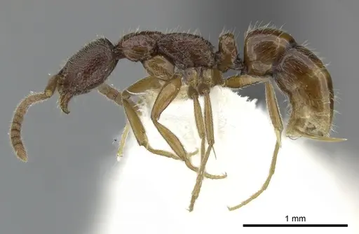 Leptogenys stygia specimen CASENT0270579 image casent0270579_3