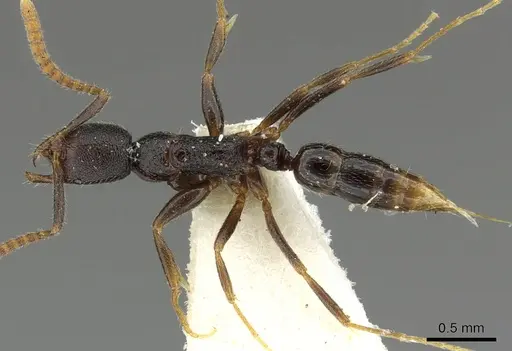 Leptogenys stygia specimen CASENT0902591 image casent0902591_1