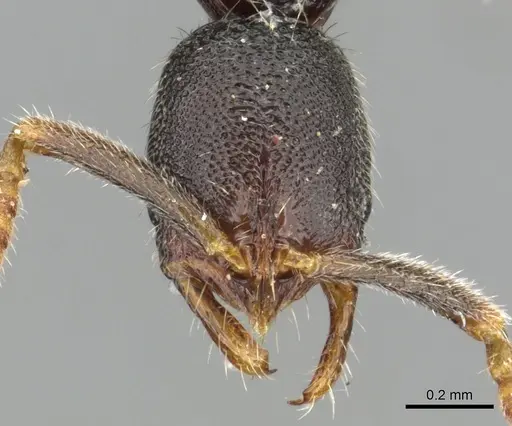 Leptogenys stygia specimen CASENT0902591 image casent0902591_2