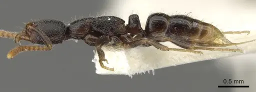 Leptogenys stygia specimen CASENT0902591 image casent0902591_3