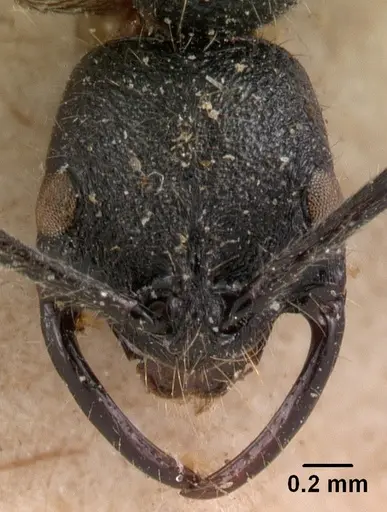 Leptogenys suarensis specimen CASENT0102014 image casent0102014_2