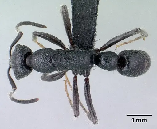 Leptogenys suarensis specimen CASENT0110562 image casent0110562_1