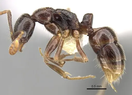 Leptogenys sulcinoda specimen CASENT0281918 image casent0281918_3