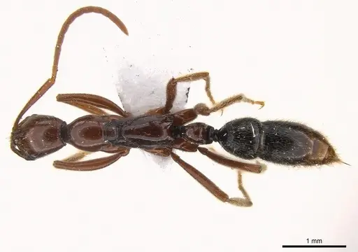 Leptogenys tama specimen CASENT0217010 image casent0217010_1