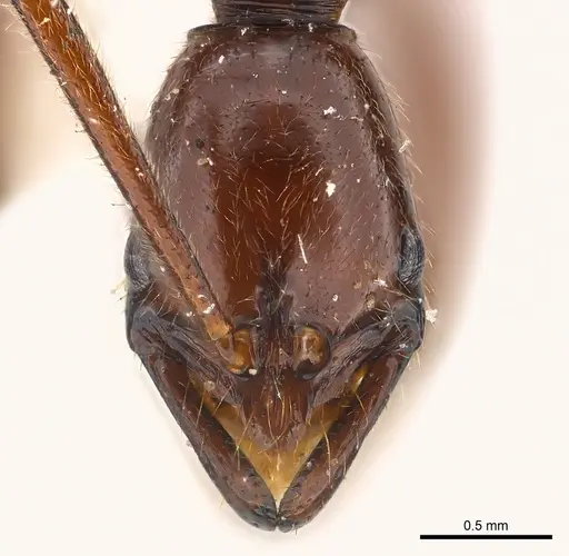 Leptogenys tama specimen CASENT0217010 image casent0217010_2