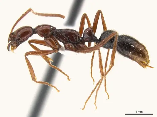 Leptogenys tama specimen CASENT0217010 image casent0217010_3