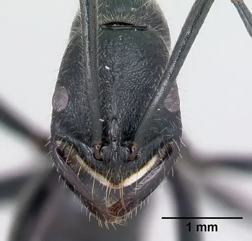 Leptogenys tatsimo specimen CASENT0122874 image casent0122874_2