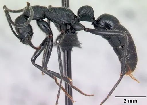 Leptogenys tatsimo specimen CASENT0122874 image casent0122874_3