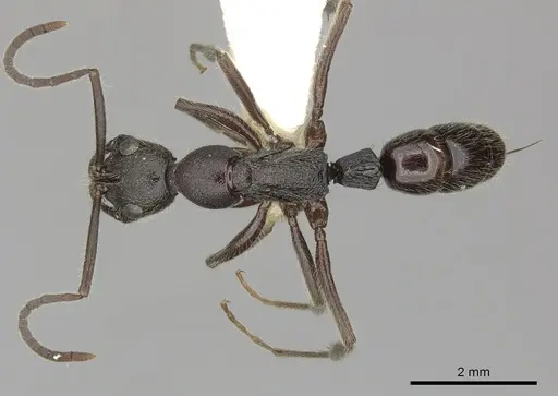 Leptogenys terroni specimen CASENT0270580 image casent0270580_1