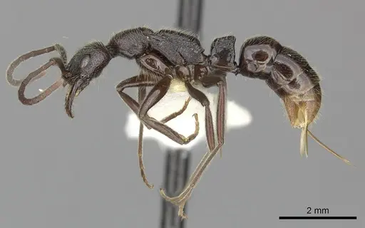 Leptogenys terroni specimen CASENT0270580 image casent0270580_3