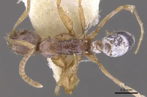 Leptogenys testacea specimen CASENT0902575 image casent0902575_1