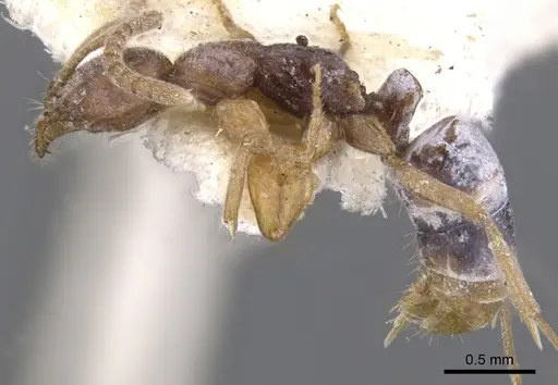 Leptogenys testacea specimen CASENT0902575 image casent0902575_3