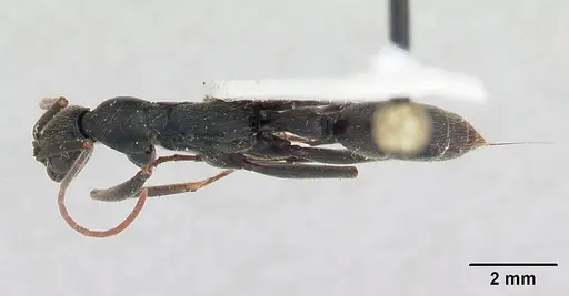 Leptogenys tiobil specimen CASENT0178716 image casent0178716_1