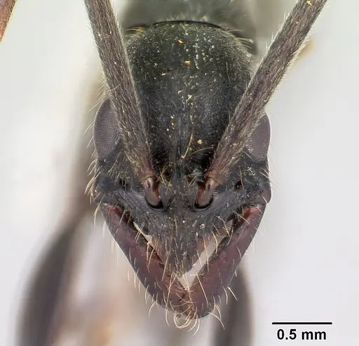 Leptogenys tiobil specimen CASENT0178716 image casent0178716_2