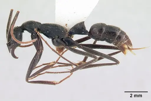 Leptogenys tiobil specimen CASENT0178716 image casent0178716_3