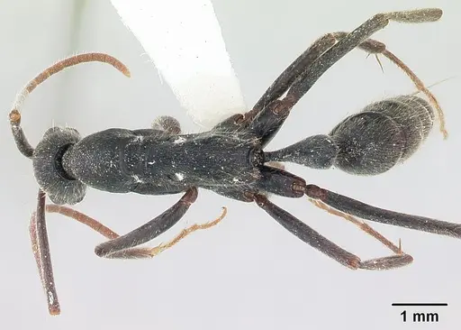 Leptogenys tiobil specimen CASENT0178781 image casent0178781_1