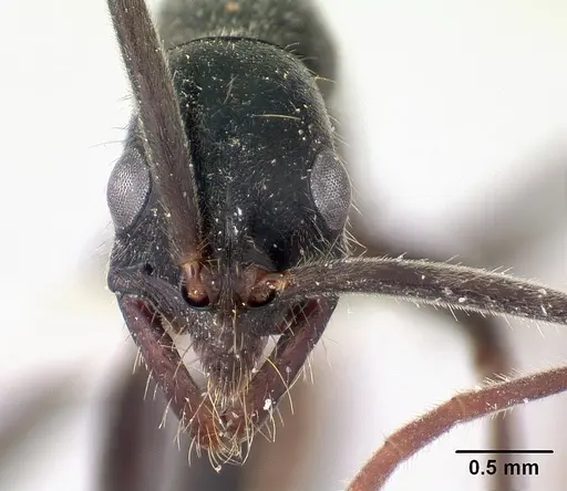 Leptogenys tiobil specimen CASENT0178781 image casent0178781_2