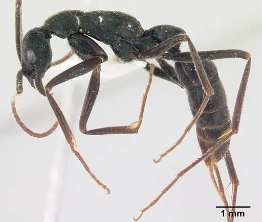 Leptogenys tiobil specimen CASENT0178781 image casent0178781_3