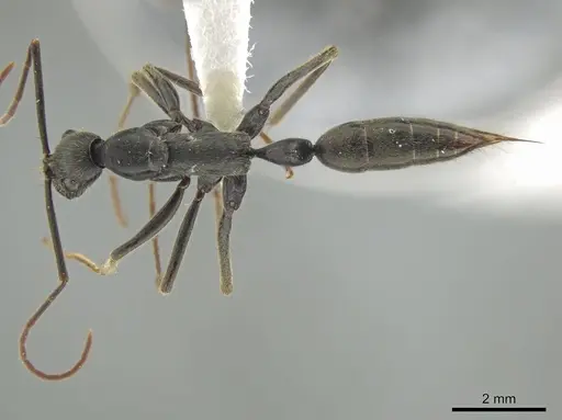 Leptogenys tiobil specimen JTLC000015013 image jtlc000015013_1