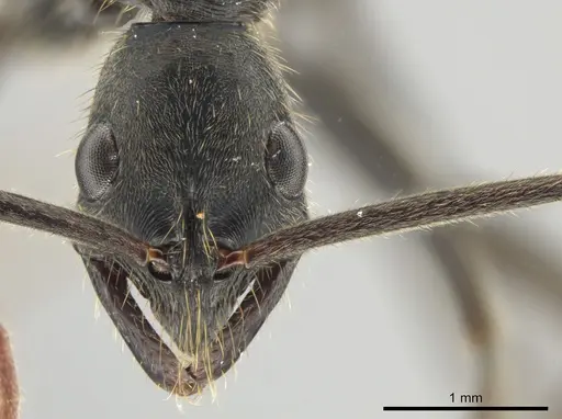 Leptogenys tiobil specimen JTLC000015013 image jtlc000015013_2