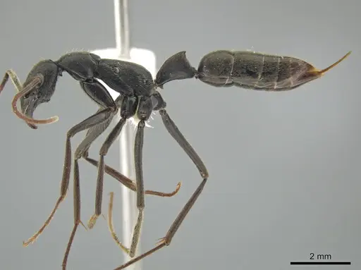 Leptogenys tiobil specimen JTLC000015013 image jtlc000015013_3
