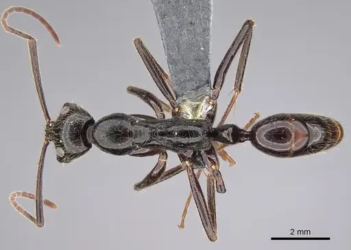 Leptogenys titan specimen CASENT0815021 image casent0815021_1