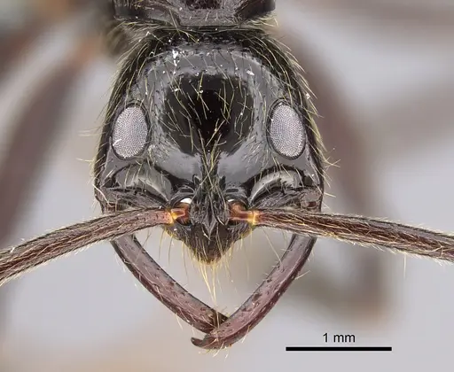 Leptogenys titan specimen CASENT0815021 image casent0815021_2