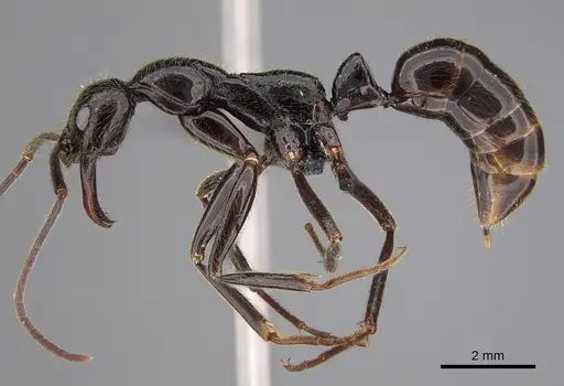Leptogenys titan specimen CASENT0815021 image casent0815021_3