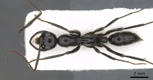 Leptogenys titan specimen CASENT0902599 image casent0902599_1
