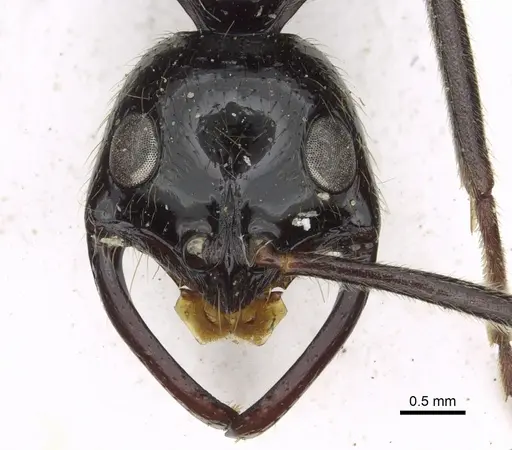 Leptogenys titan specimen CASENT0902599 image casent0902599_2