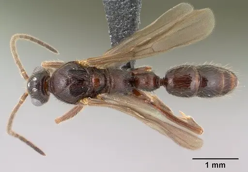 Leptogenys toeraniva specimen CASENT0138377 image casent0138377_1
