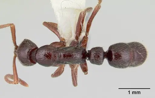 Leptogenys toxeres specimen CASENT0178827 image casent0178827_1