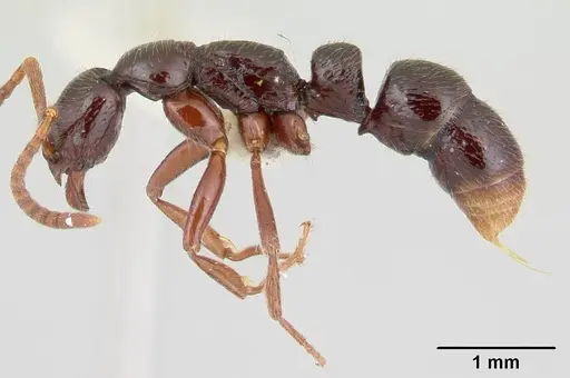 Leptogenys toxeres specimen CASENT0178827 image casent0178827_3
