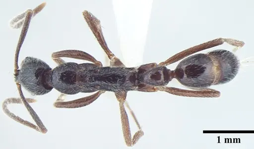 Leptogenys transitionis specimen ANTWEB1008005 image antweb1008005_1