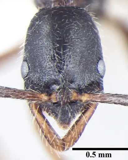 Leptogenys transitionis specimen ANTWEB1008005 image antweb1008005_2