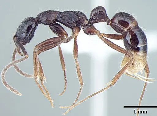 Leptogenys transitionis specimen ANTWEB1008005 image antweb1008005_3