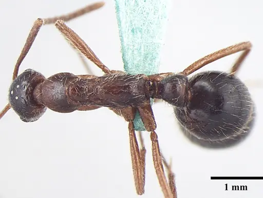 Leptogenys transitionis specimen ANTWEB1008006 image antweb1008006_1