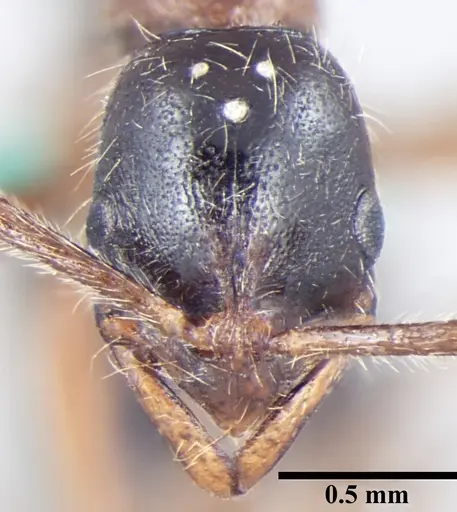 Leptogenys transitionis specimen ANTWEB1008006 image antweb1008006_2