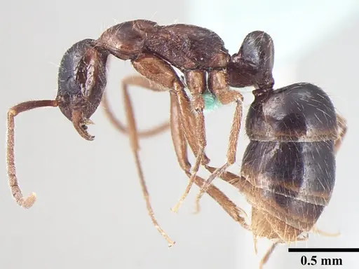 Leptogenys transitionis specimen ANTWEB1008006 image antweb1008006_3