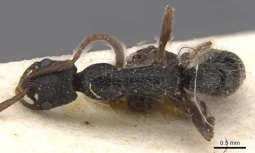 Leptogenys trilobata specimen RMCAENT000017736 image rmcaent000017736_1
