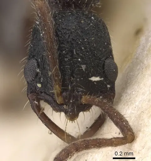 Leptogenys trilobata specimen RMCAENT000017736 image rmcaent000017736_2