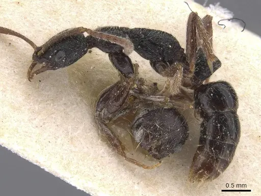 Leptogenys trilobata specimen RMCAENT000017736 image rmcaent000017736_3