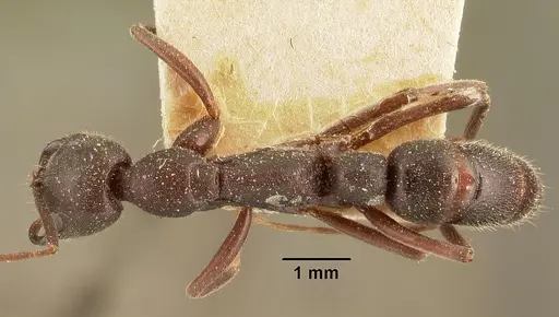 Leptogenys truncatirostris specimen CASENT0101133 image casent0101133_1