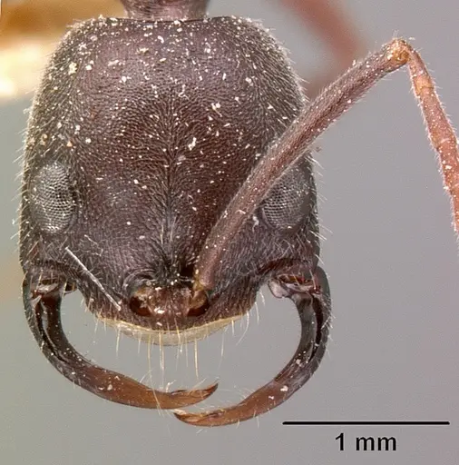 Leptogenys truncatirostris specimen CASENT0101133 image casent0101133_2