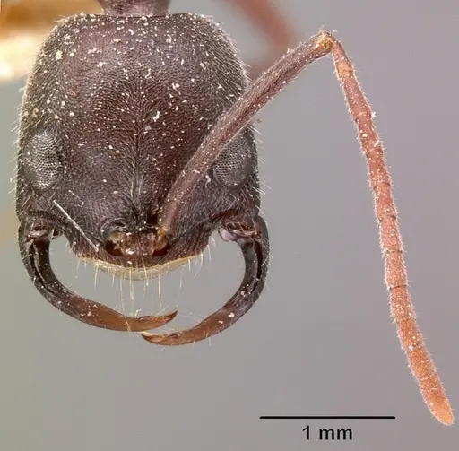 Leptogenys truncatirostris specimen CASENT0101133 image casent0101133_3