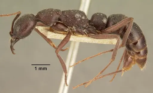 Leptogenys truncatirostris specimen CASENT0101133 image casent0101133_4