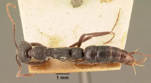 Leptogenys truncatirostris specimen CASENT0101626 image casent0101626_1