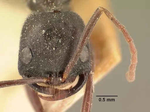 Leptogenys truncatirostris specimen CASENT0101626 image casent0101626_2