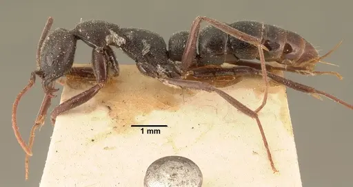 Leptogenys truncatirostris specimen CASENT0101626 image casent0101626_3